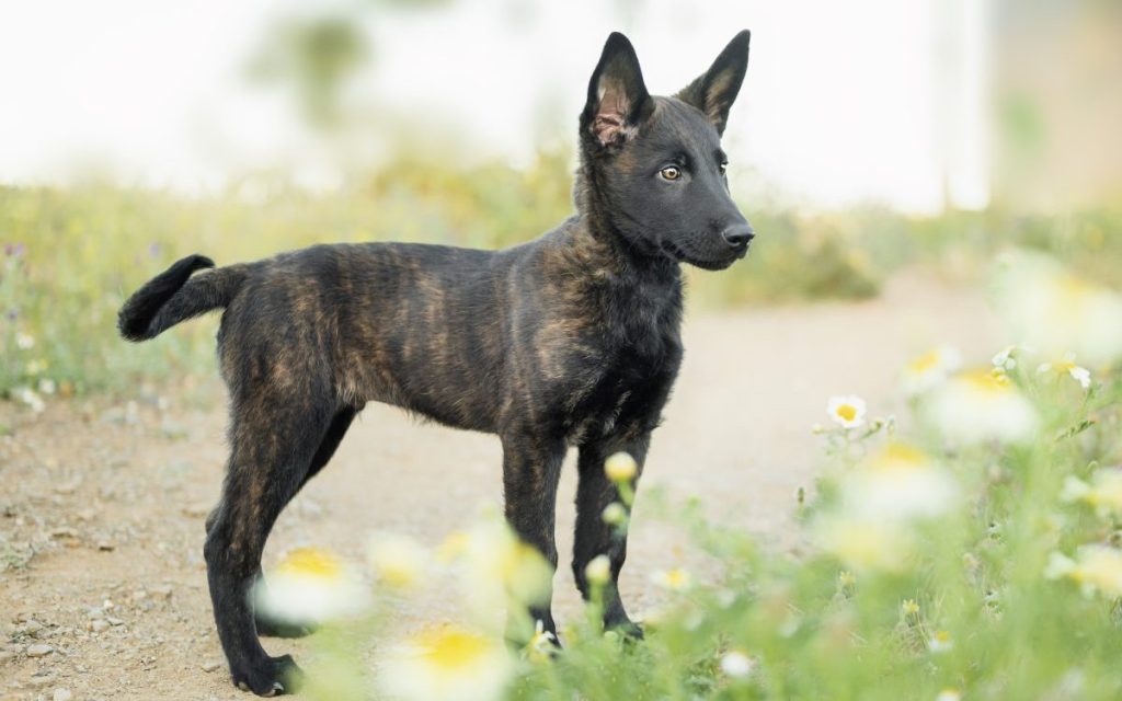 brindle dutch shepherd puppy