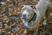 American XL Bully will join the list of banned dog breeds in the UK, as per Prime Minister Rishi Sunak