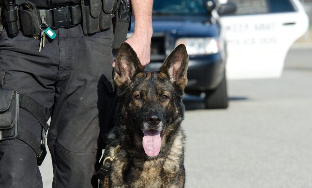 police officer holding k-9 on leash