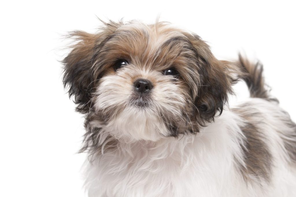 Maltese Shih tzu looking at camera