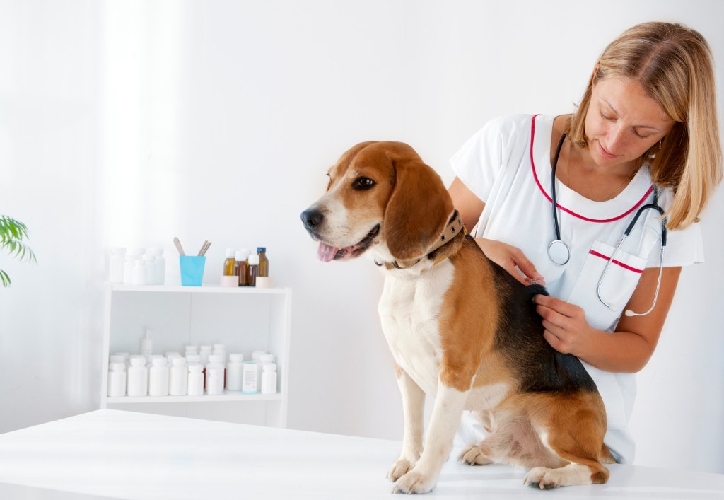 A Beagle dog being checked for cutaneous asthenia (also called Ehlers-Danlos syndrome).