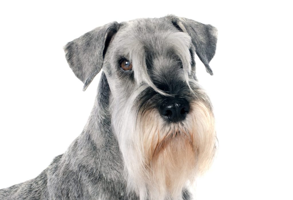 standard schnauzer