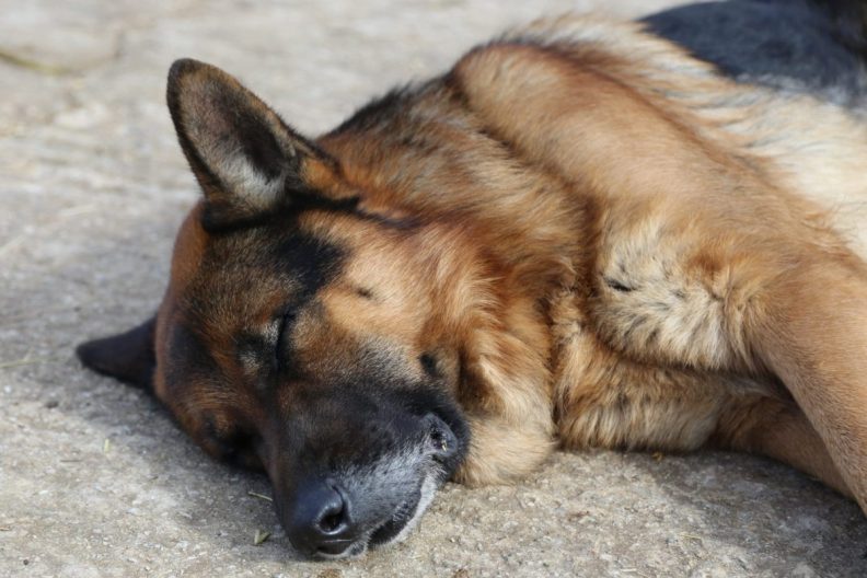 German Shepherd dog sleeping on ground