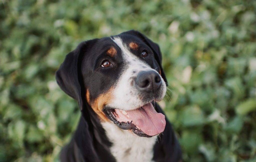 big beautiful dog Greater Swiss Mountain Dog