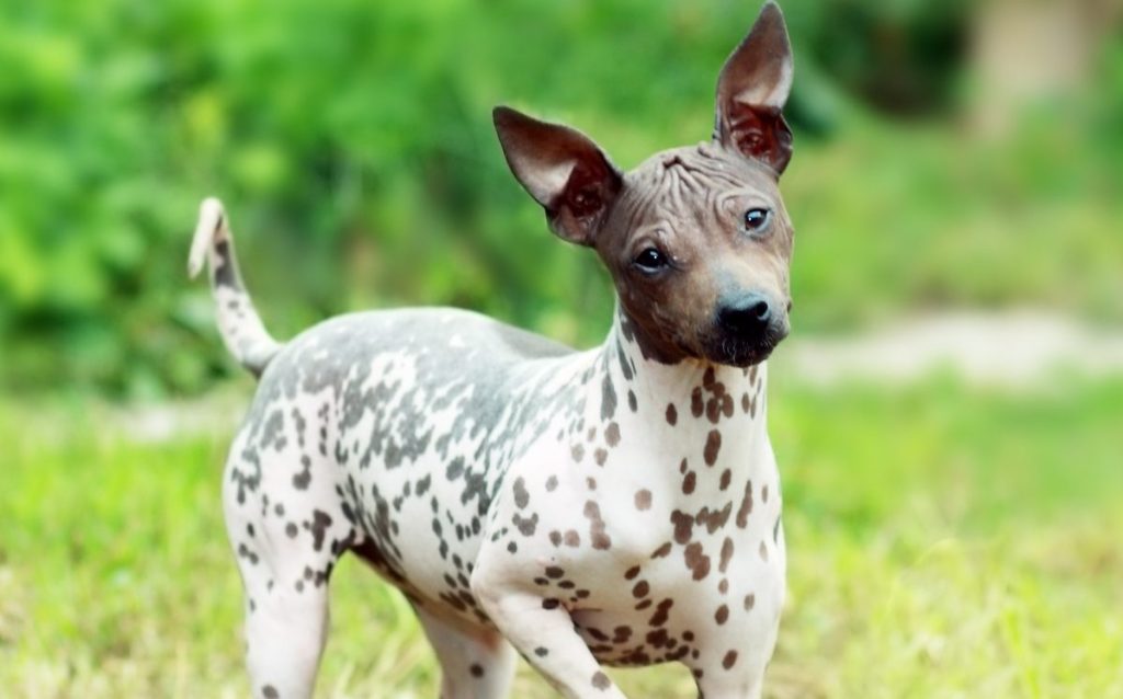 American Hairless Terrier