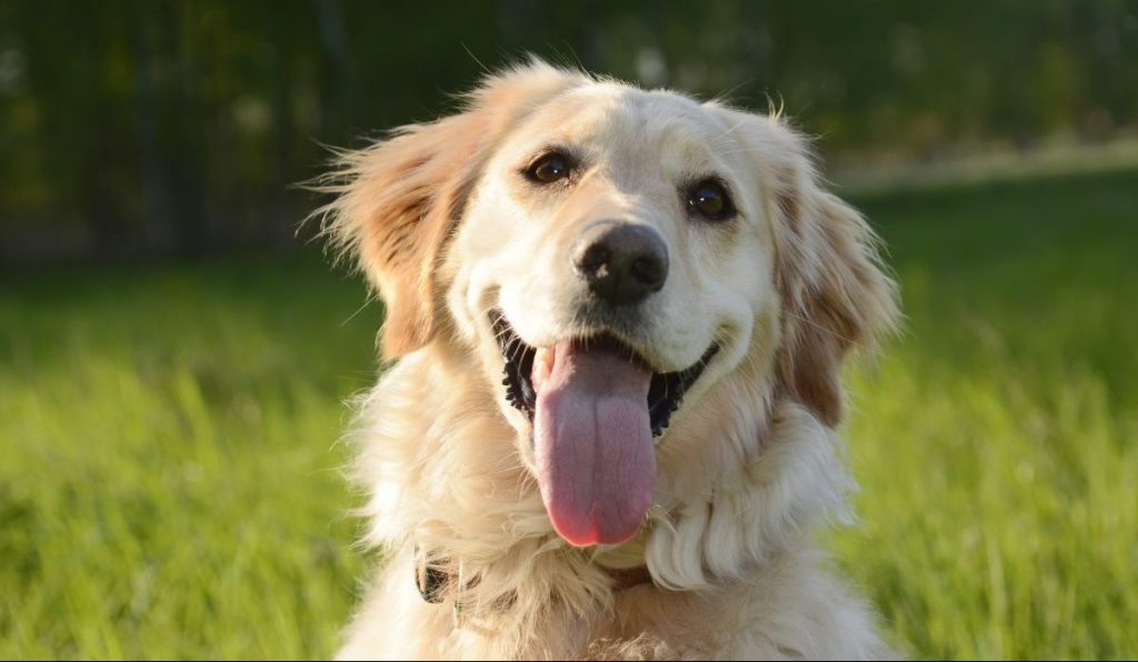 golden retriever smiling