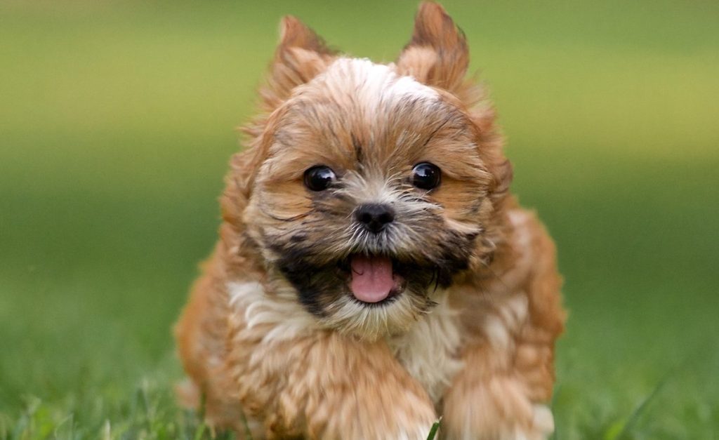 Shorkie Puppy running