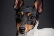 Toy fox terrier on a black background