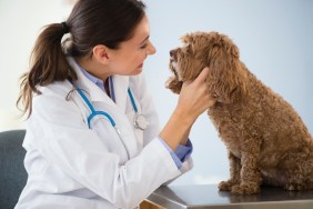 A dog being checked for distemper by a vet.