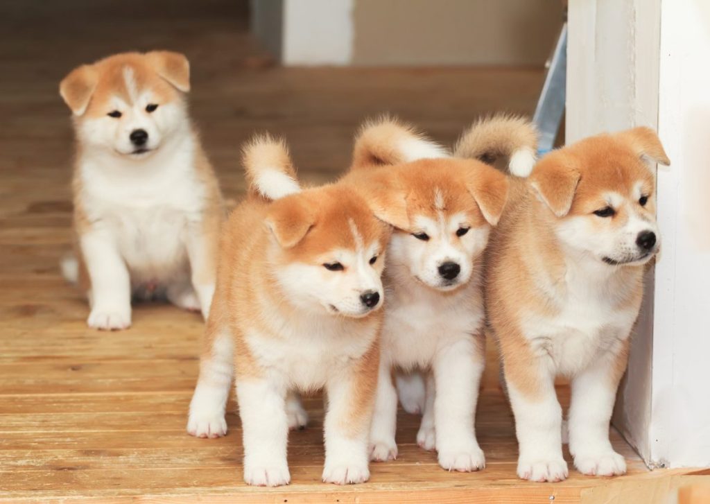 Four Akita puppies