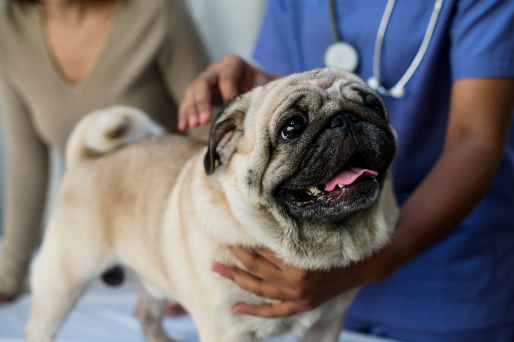 A Pug being checked for hemivertebrae (butterfly vertebrae).