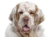 Clumber Spaniel dog lying down