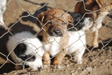 U.S Navy Sailor Joy wants to bring Middle Eastern puppy to America