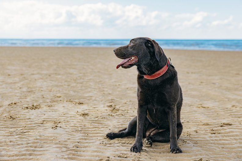 Dog sitting at a dog beach, waiting for it's missing mom.