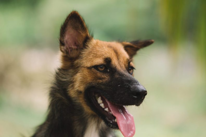 Detroit dog infected with rabies.