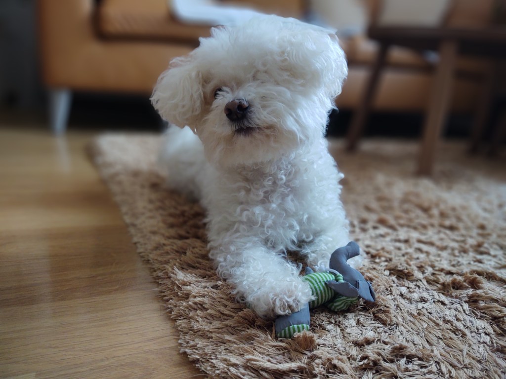 Bolognese puppy playing with plush toy.