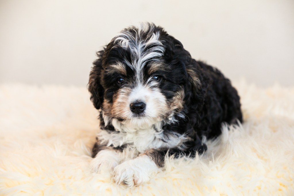 Bernedoodle puppy sitting on white fur blanket.