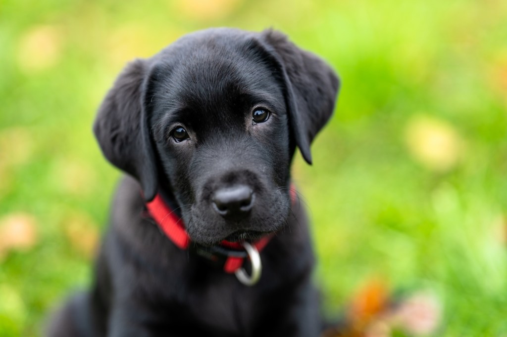 Black Labrador Retriever puppy.