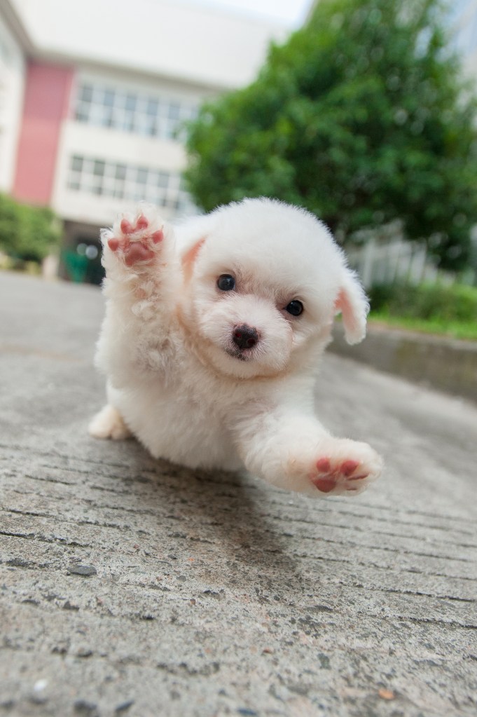 Happy Bichon Frise puppy.