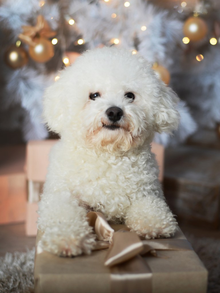 Adorable Bichon Frise.