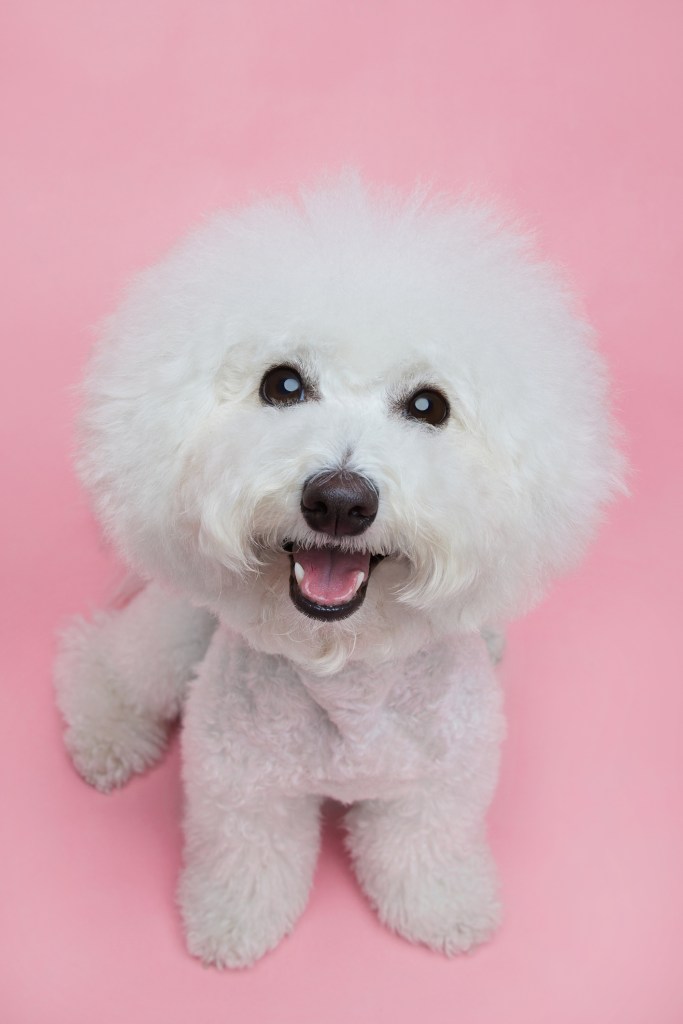 Cute Bichon Frise pup looking at the camera.