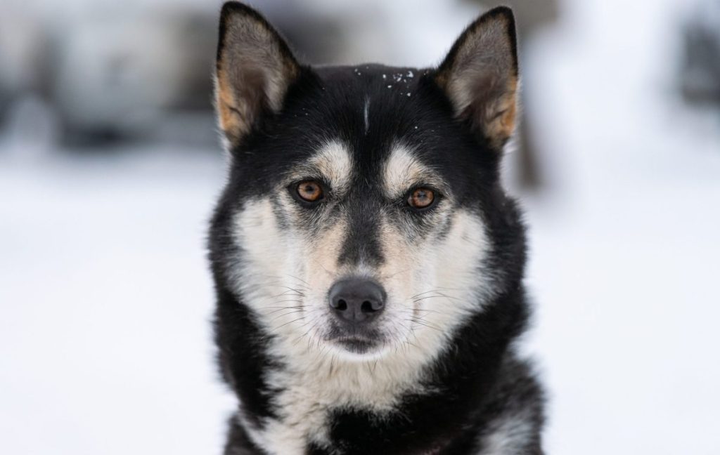 Alaskan Husky dog portrait,