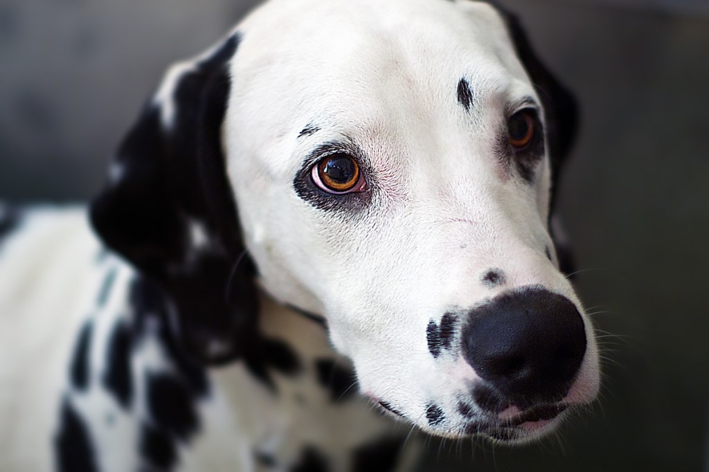 A dog who might be suffering from iris sphincter dysplasia.