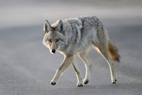 A pack of Coyotes walking in Colorado