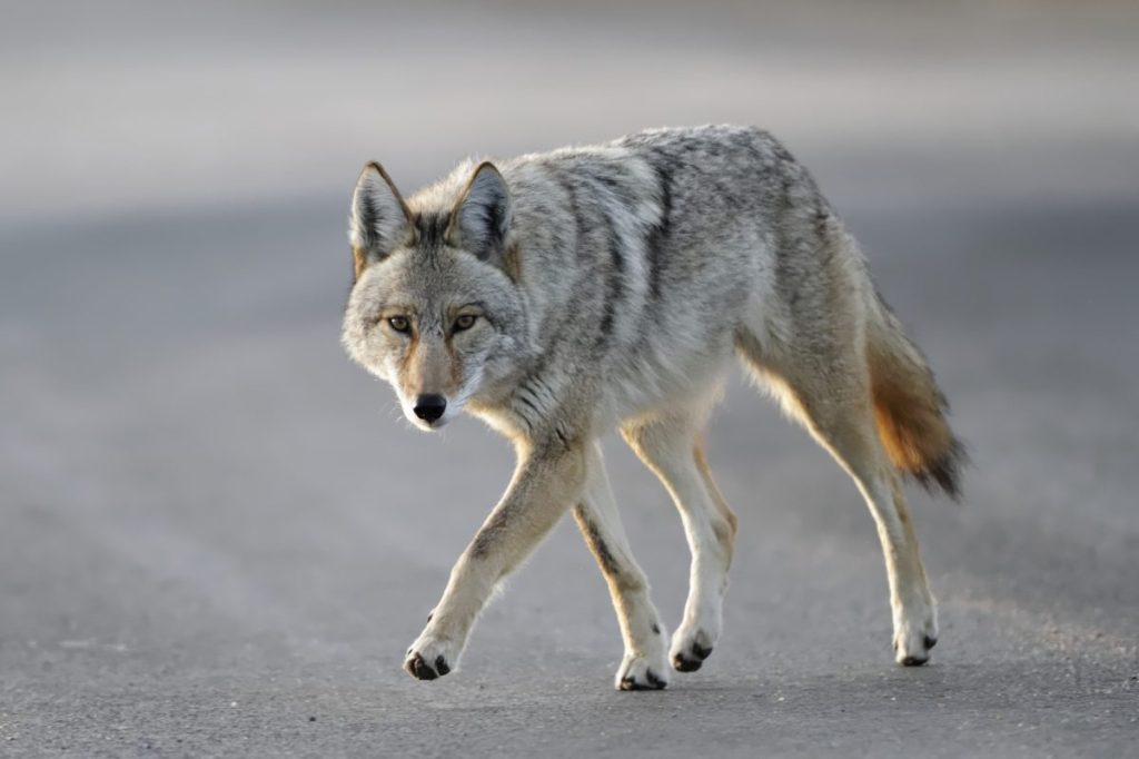 A pack of Coyotes walking in Colorado