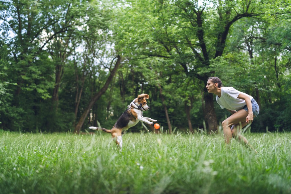 Young woman playing with her Beagle pup, help your dog live longer by exercising them 