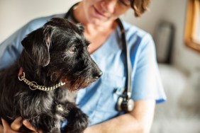 A Schnauzer being checked for Schnauzer comedo syndrome (Schnauzer bumps).