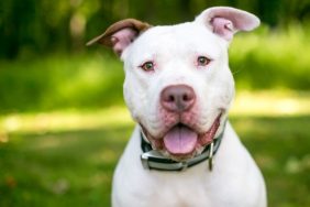 A happy Pit Bull looking at the camera, like the deaf dog Cole who was just named ASPCA Dog of the Year.