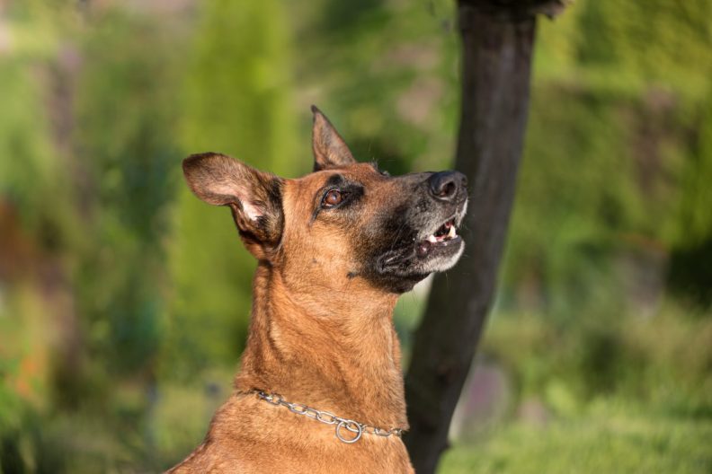 Portrait of a brown smooth Belgian Shepherd Malinois like the one which fell from a Miami apartment balcony.