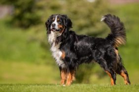 Bernese mountain dog in Colorado returned home just before Thanksgiving