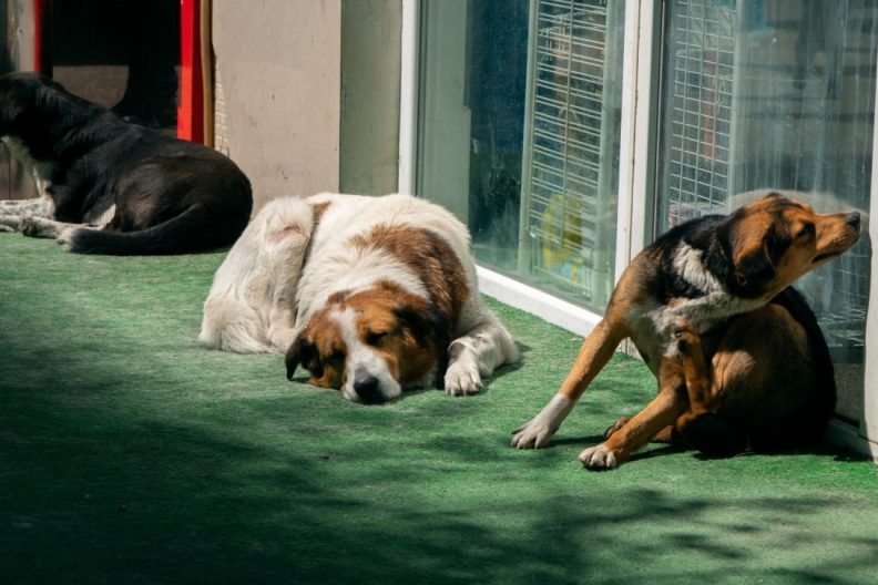 Two respiratory illnesses are killing dogs like the three dogs at the San Diego animal shelter . Sick dogs at animal shelter pictured.