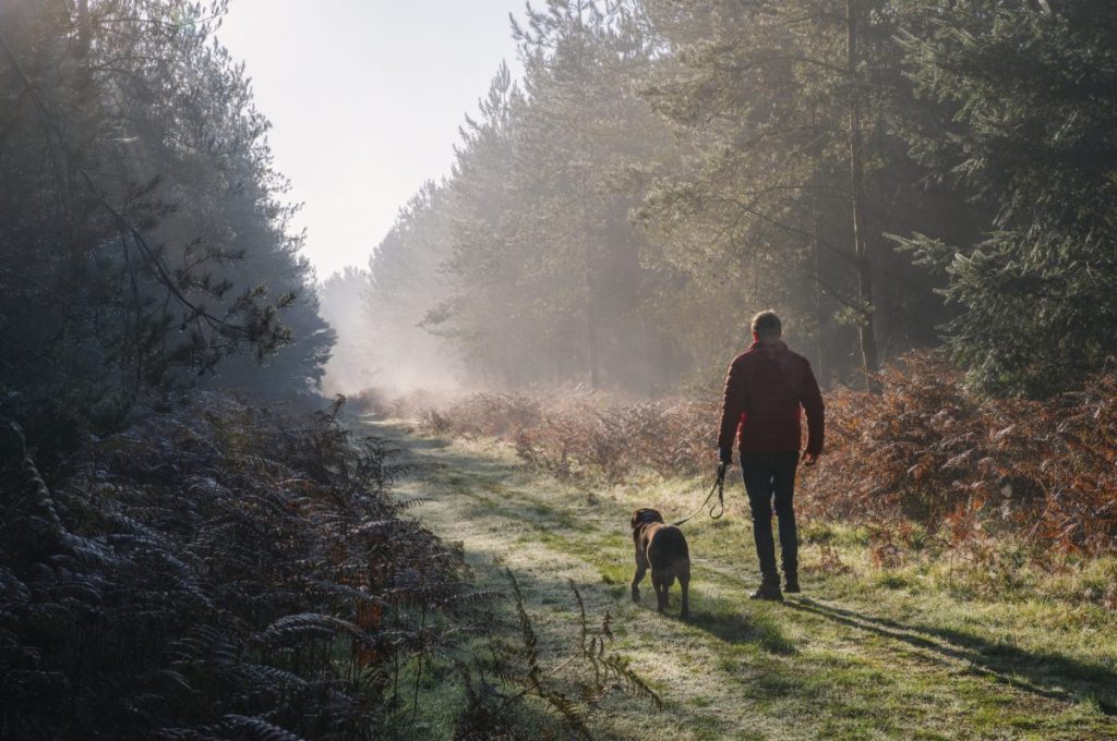 Man walking his dog in a wooded area, like the area where a Ravensdale man was murdered while walking dog