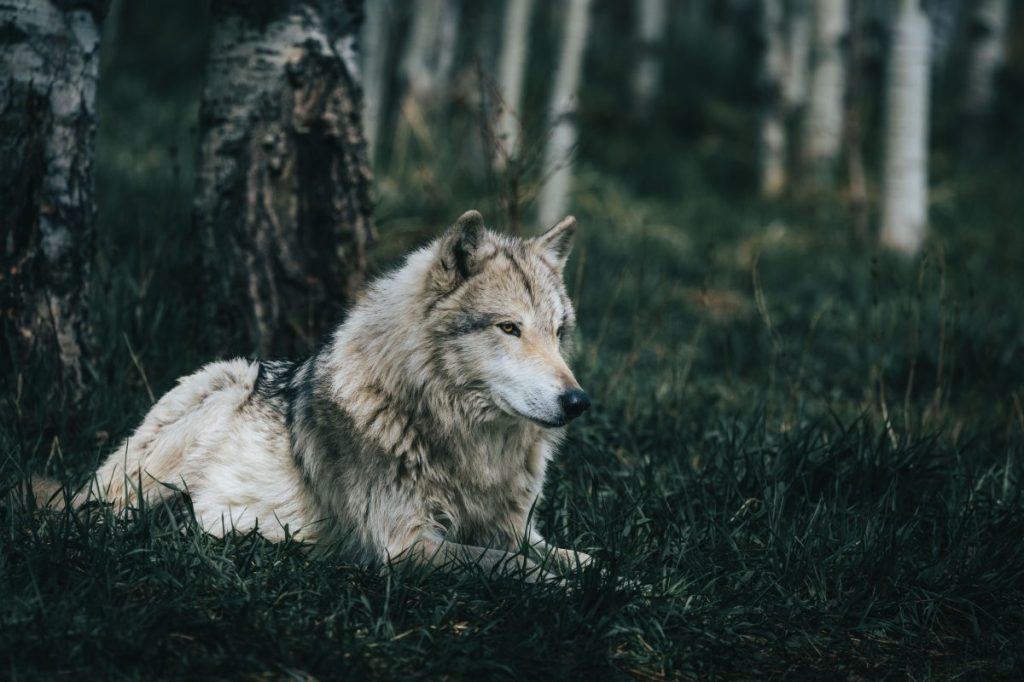 Closeup of a furry wolf-dog hybrid lying in grass in a forest like the one missing and captured in California.