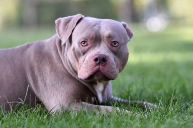 An American Bully laying on the grass, just like the dog shot in apartment building in Boston.