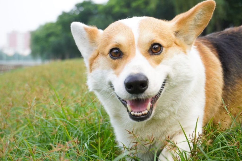 Happy Pembroke welsh corgi dog closeup