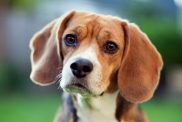 Cute Beagle At Park