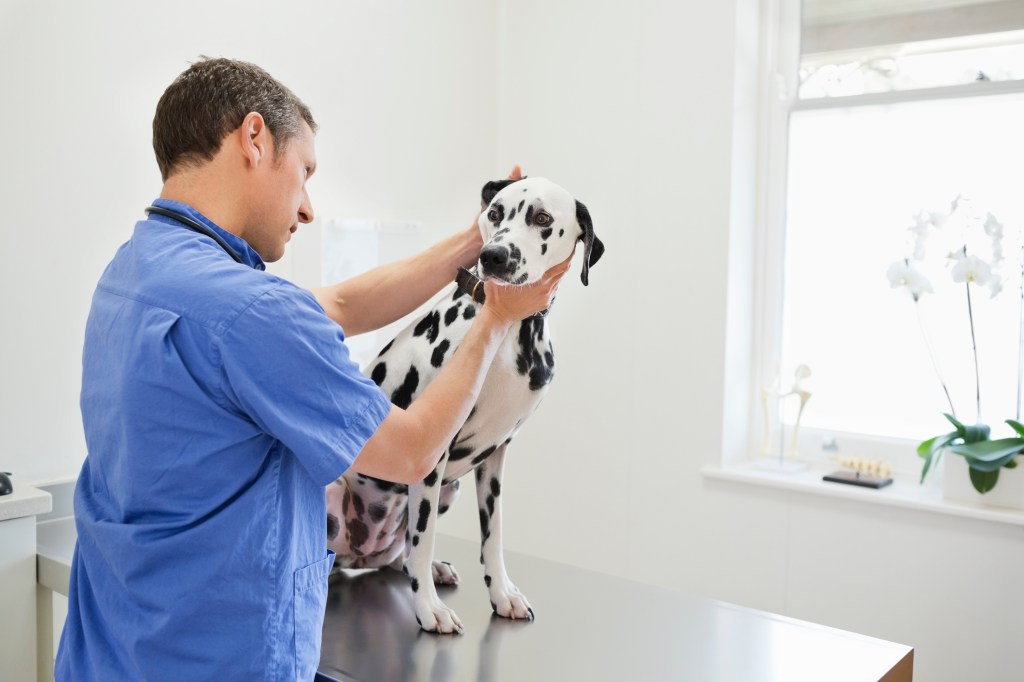 A vet looking for signs of iris sphincter dysplasia.