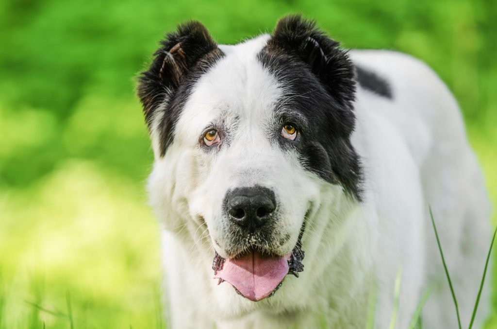 The Central Asian Shepherd Dog on green grass.