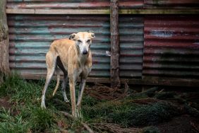 An abandoned and injured dog