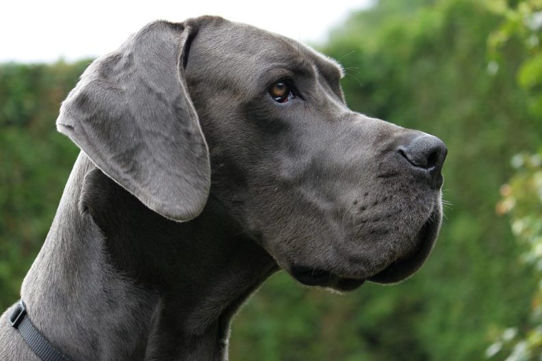 Photo of Great Dane standing. A therapy dog like this received the hero award.