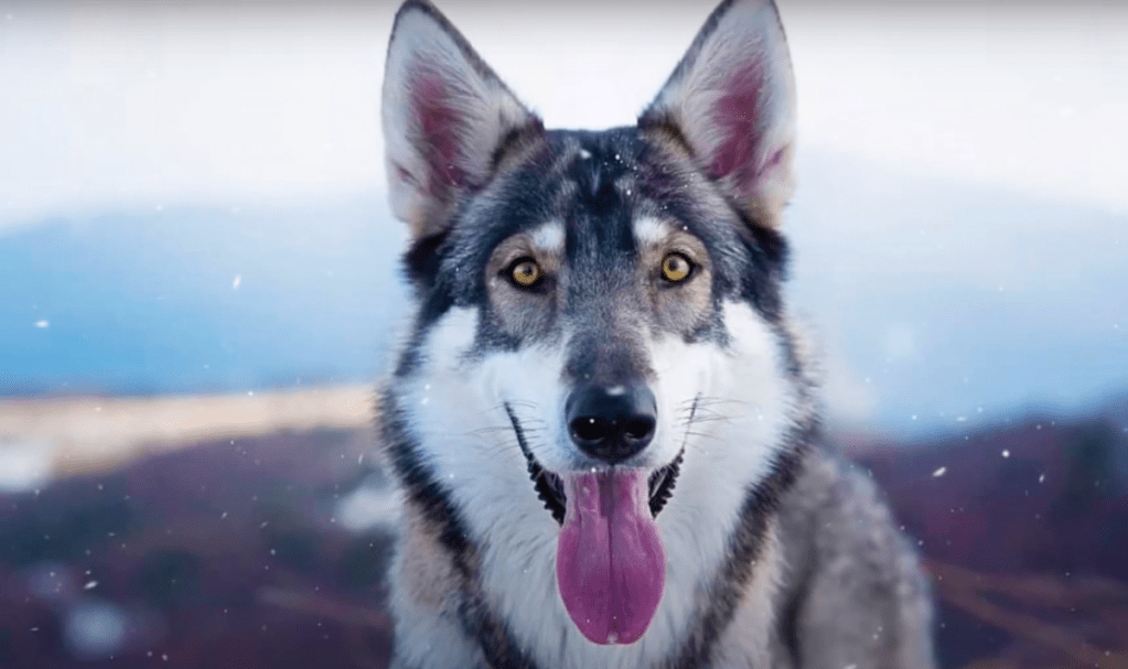 Northern inuit dog surrounded by snow