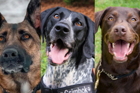 Three of 2024 TSA calendar dogs | From (Left to right: Belgian Malinois, black and white German Shorthaired Pointer, and brown Labrador Retriever.