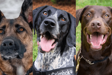 Three of 2024 TSA calendar dogs | From (Left to right: Belgian Malinois, black and white German Shorthaired Pointer, and brown Labrador Retriever.