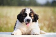 Cute Saint Bernard puppy.