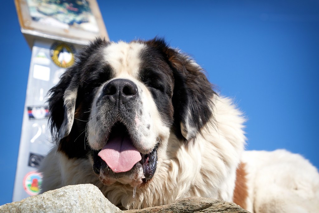 Happy Saint Bernard puppy at the dog park.