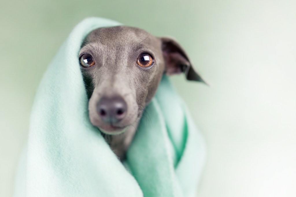 Italian Greyhound puppy looking at the camera.